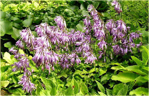 Funkia japońska Hosta japonica