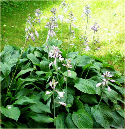 Funkia japońska Hosta japonica