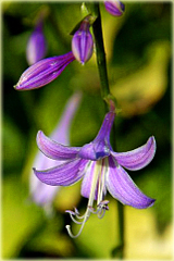 Funkia japońska Hosta japonica