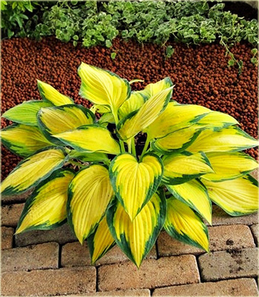 Funkia Orange Marmalade  Hosta orange marmalade 
