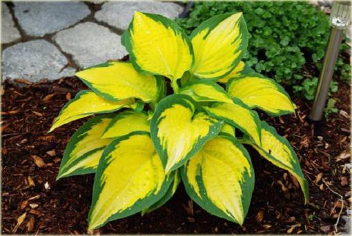 Funkia Orange Marmalade  Hosta orange marmalade 