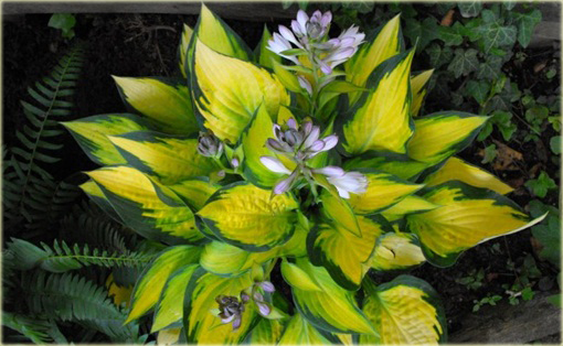 Funkia Orange Marmalade  Hosta orange marmalade 