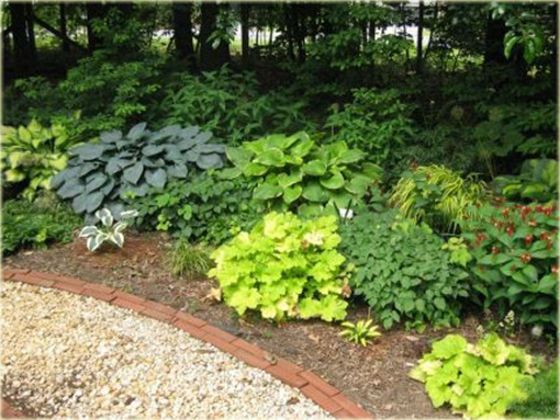 Funkia Orange Marmalade  Hosta orange marmalade 