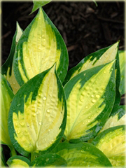 Funkia Orange Marmalade  Hosta orange marmalade 
