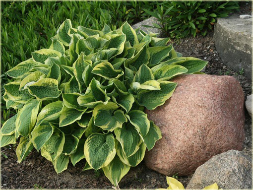 Funkia Wide Brim Hosta Wide Brim