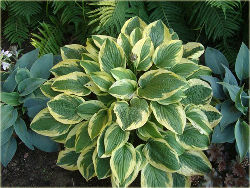 Funkia Wide Brim Hosta Wide Brim