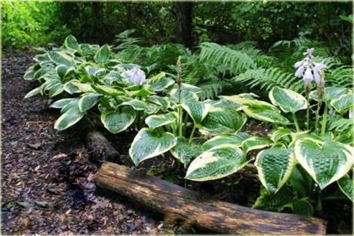 Funkia Wide Brim Hosta Wide Brim