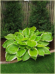 Funkia  Winter Snow Hosta Winter Snow
