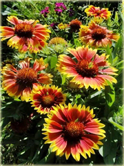 Gailardia ogrodowa Gaillardia hybrida