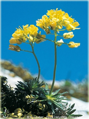 Głodek mrzygłód Draba aizoides