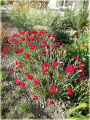 Goździk Heidi Dianthus Heidi
