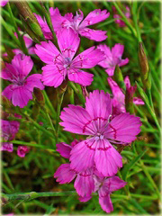Goździk kropkowany Dianthus deltoides
