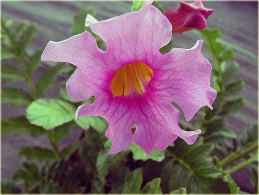 Inkarwilla Delavaja Incarvillea delavayi