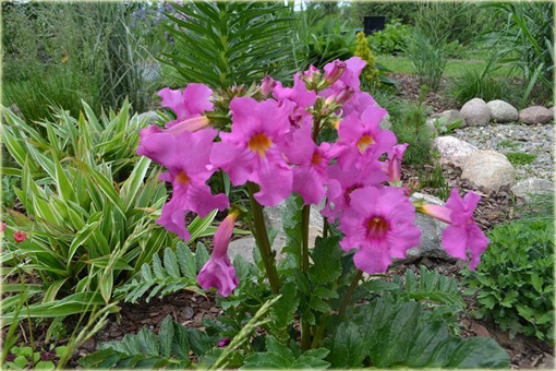 Inkarwilla Delavaja Incarvillea delavayi