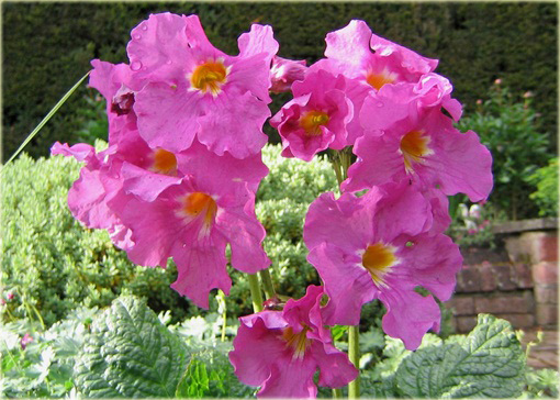 Inkarwilla Delavaja Incarvillea delavayi