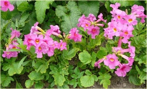 Inkarwilla Delavaja Incarvillea delavayi