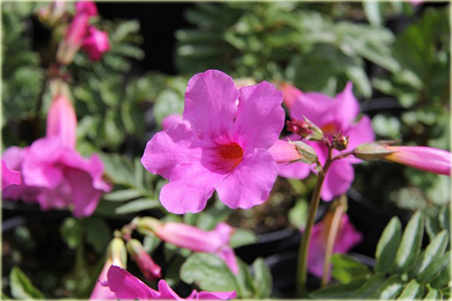 Inkarwilla Delavaja Incarvillea delavayi