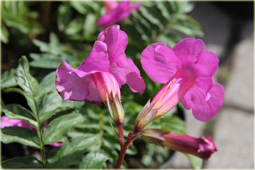 Inkarwilla Delavaja Incarvillea delavayi