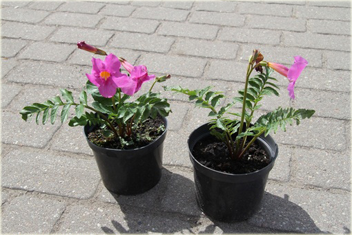 Inkarwilla Delavaja Incarvillea delavayi