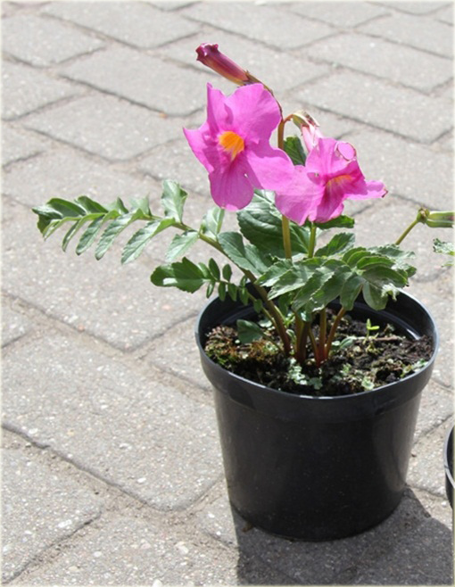 Inkarwilla Delavaja Incarvillea delavayi