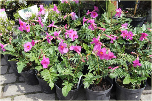 Inkarwilla Delavaja Incarvillea delavayi