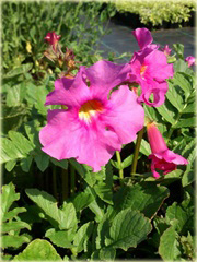 Inkarwilla Delavaja Incarvillea delavayi