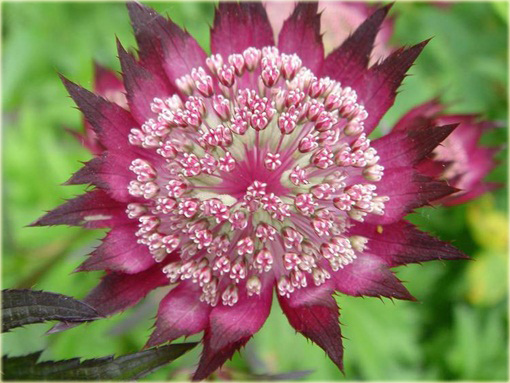 Jarzmianka Wieksza Hadspen Blood Astrantia major