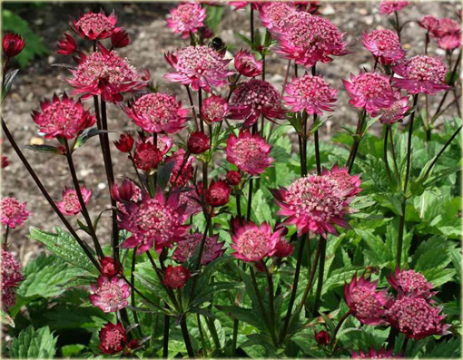 Jarzmianka Wieksza Hadspen Blood Astrantia major