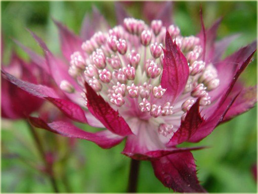Jarzmianka Wieksza Hadspen Blood Astrantia major