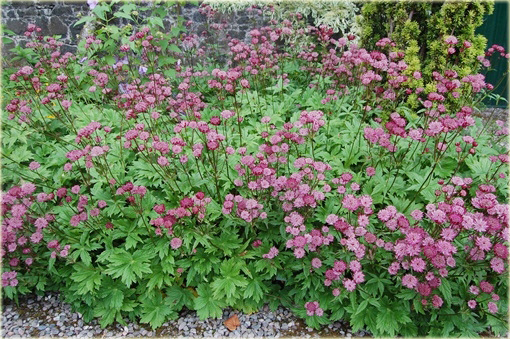 Jarzmianka Wieksza Hadspen Blood Astrantia major