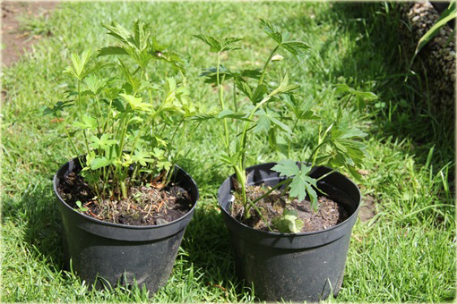 Jarzmianka Wieksza Hadspen Blood Astrantia major