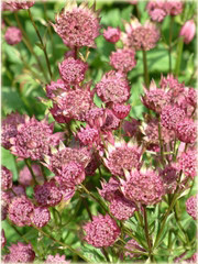 Jarzmianka Wieksza Hadspen Blood Astrantia major