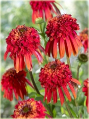 Jeżówka Hot Papaya Echinacea