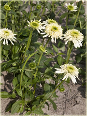 Jeżówka kremowa pełna Mozzarella Echinacea