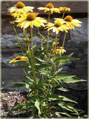 Jeżówka Leilani Echinacea Leilani