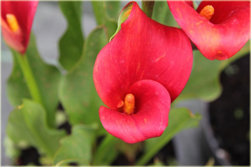 Kalia ogrodowa czerwona, kalla Cantedeskia Zantedeschia aethiopica
