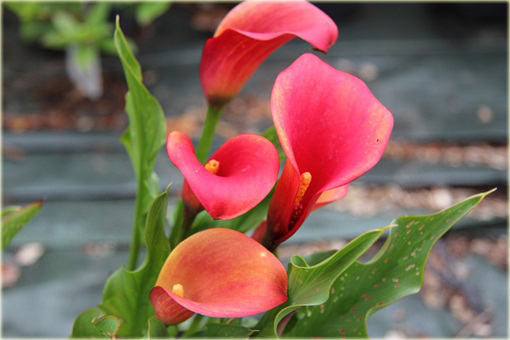 Kalia ogrodowa czerwona, kalla Cantedeskia Zantedeschia aethiopica
