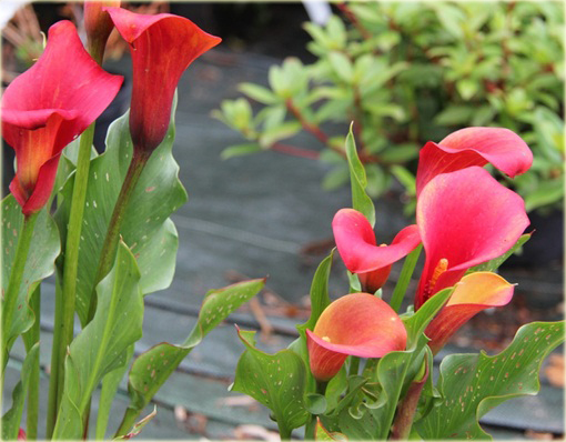 Kalia ogrodowa czerwona, kalla Cantedeskia Zantedeschia aethiopica
