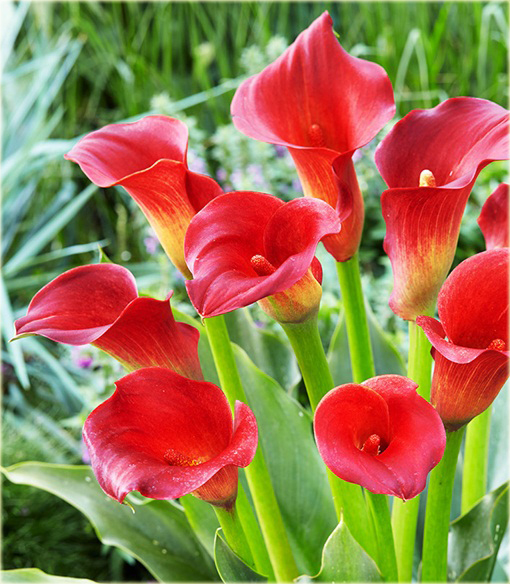 Kalia ogrodowa czerwona, kalla Cantedeskia Zantedeschia aethiopica
