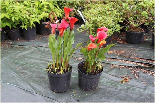 Kalia ogrodowa czerwona, kalla Cantedeskia Zantedeschia aethiopica
