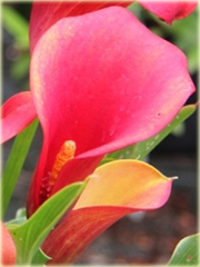 Kalia ogrodowa czerwona, kalla Cantedeskia Zantedeschia aethiopica
