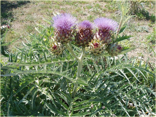Karczoch zwyczajny Cynara scolymus