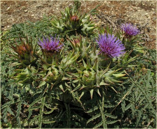 Karczoch zwyczajny Cynara scolymus
