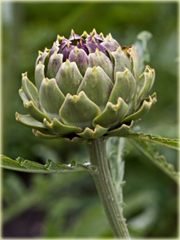 Karczoch zwyczajny Cynara scolymus
