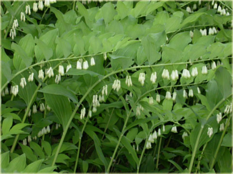Kokoryczka wielokwiatowa biała Polygonatum multiflorum
