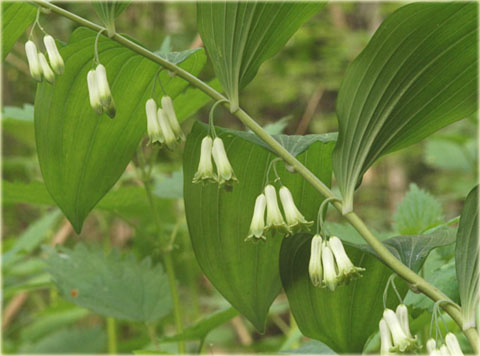 Kokoryczka wielokwiatowa biała Polygonatum multiflorum