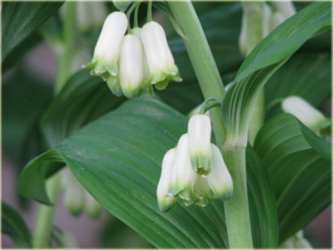 Kokoryczka wielokwiatowa biała Polygonatum multiflorum
