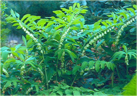 Kokoryczka wielokwiatowa biała Polygonatum multiflorum