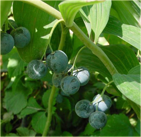 Kokoryczka wielokwiatowa biała Polygonatum multiflorum