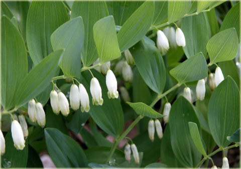 Kokoryczka wielokwiatowa biała Polygonatum multiflorum